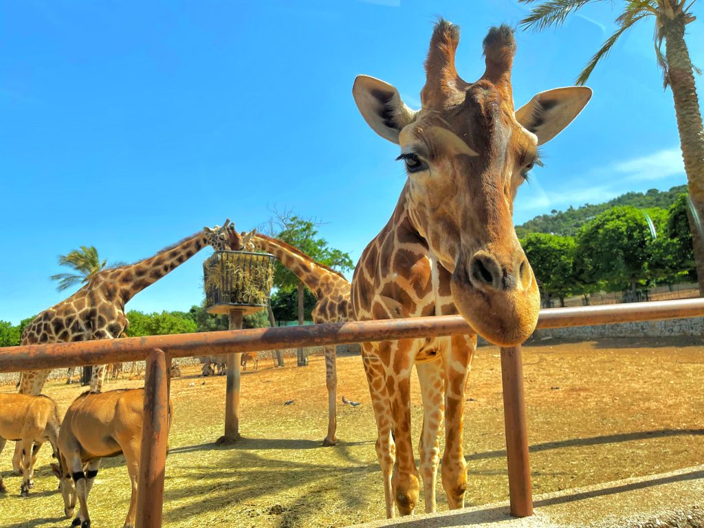 zoo safari fasano