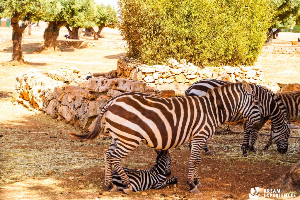 zoo safari fasano
